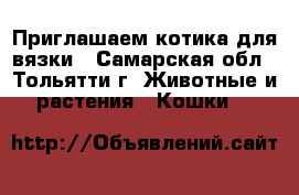 Приглашаем котика для вязки - Самарская обл., Тольятти г. Животные и растения » Кошки   